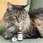 un gatto annusa una bottiglia di CBD aperta